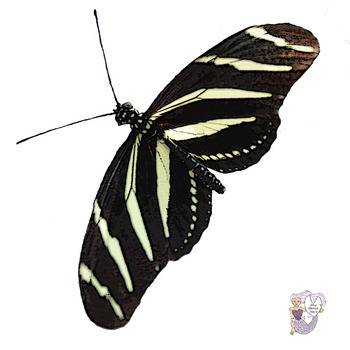clipart butterfly zebra