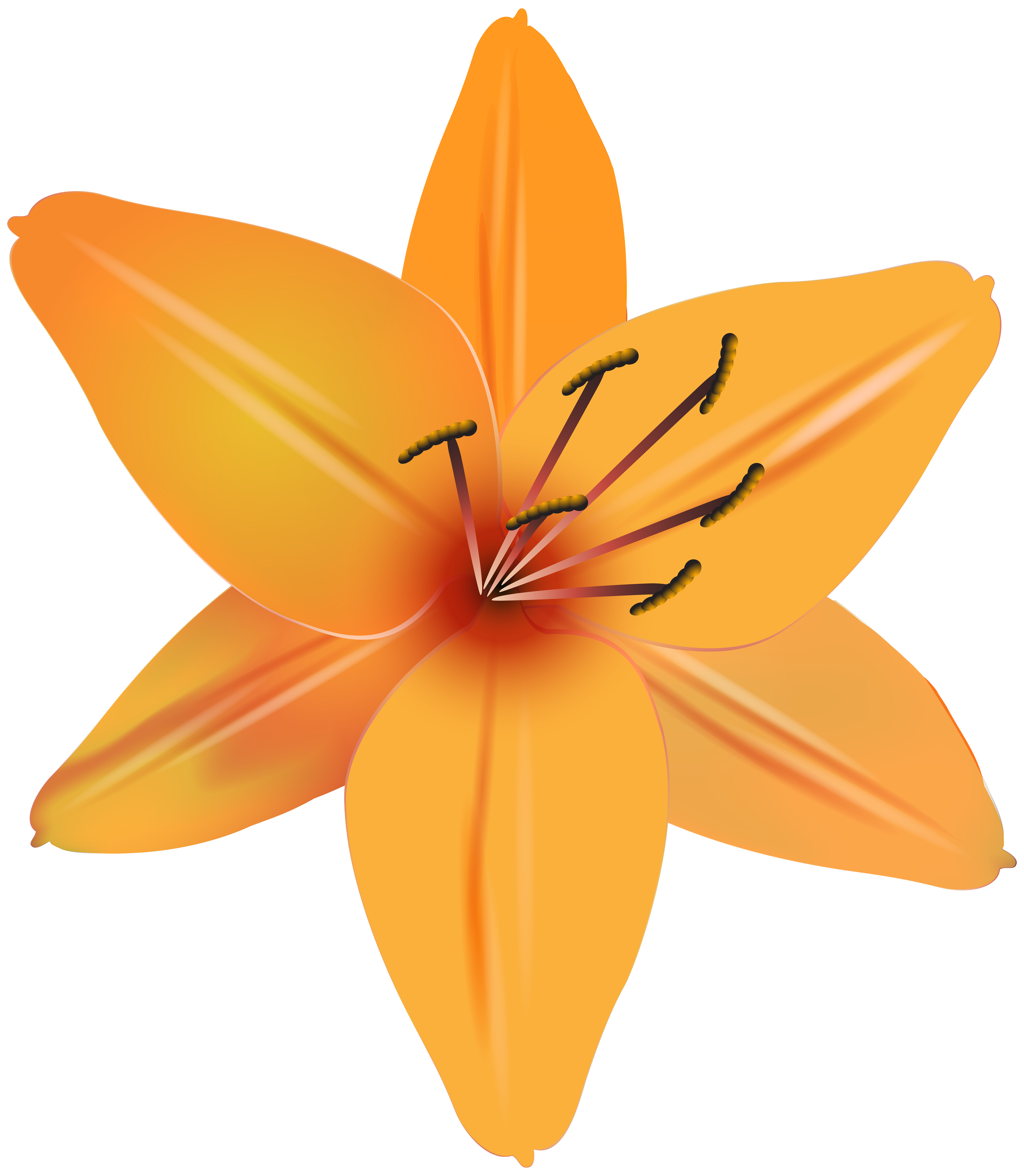 lily clipart flame lily