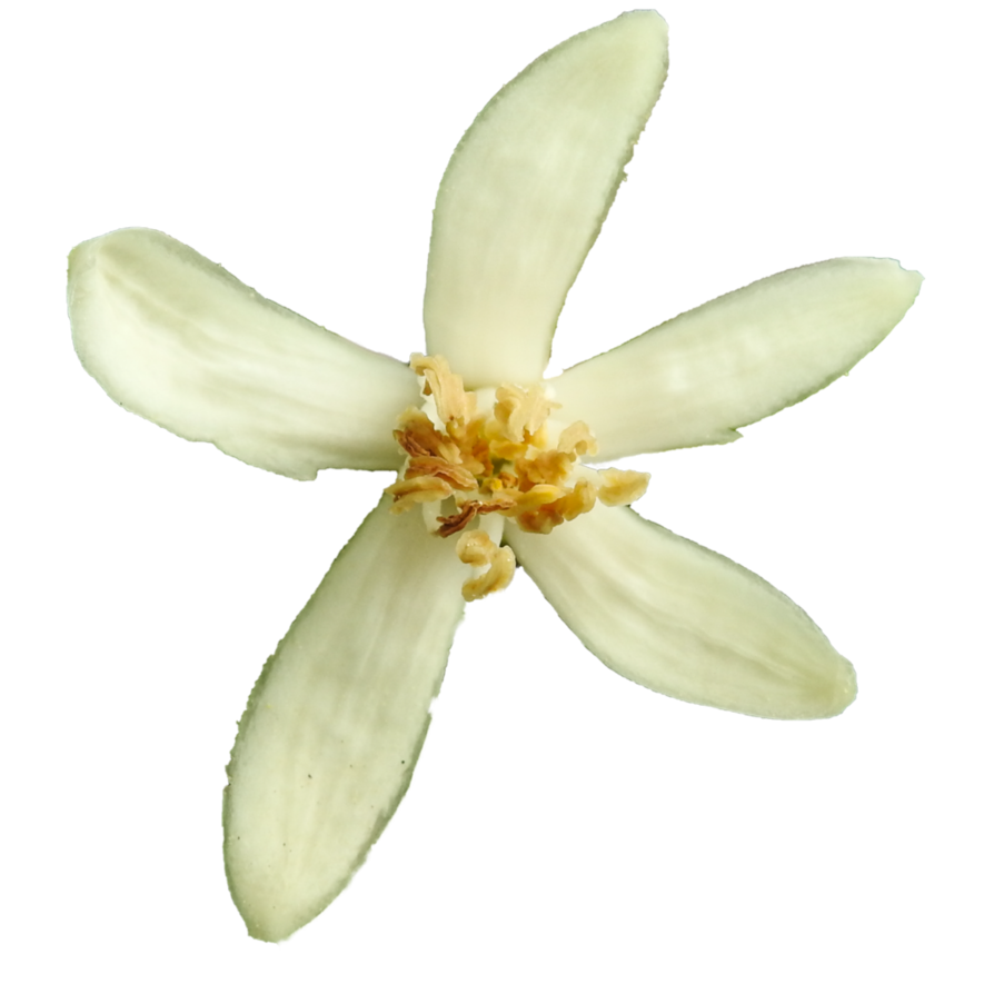 clipart camera flower