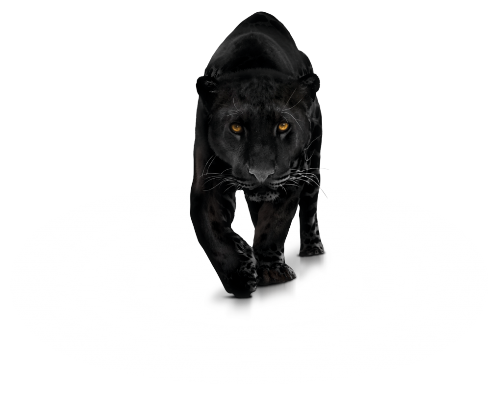 clipart cat black panther