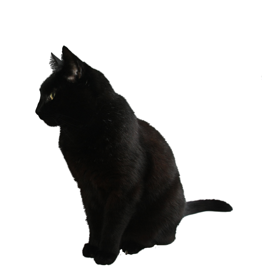 clipart cat transparent background