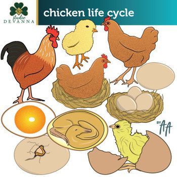 clipart chicken cycle