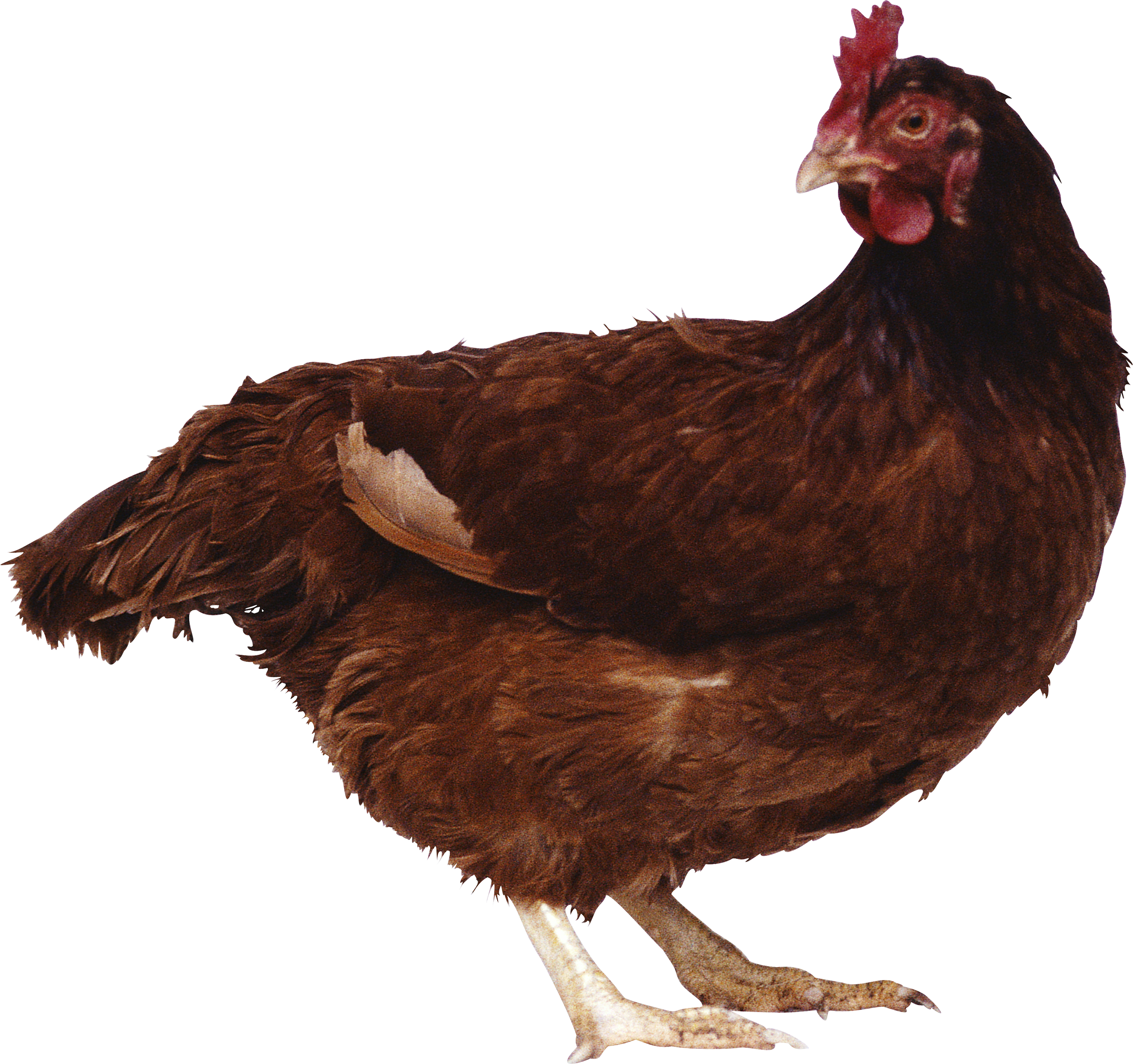 Chicken png in high. Hen clipart common animal