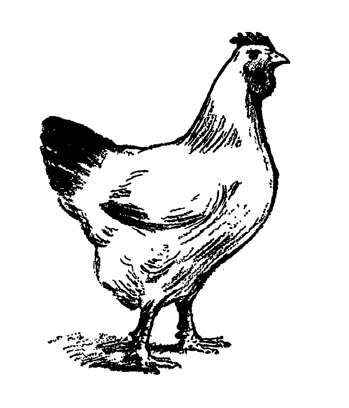 clipart chicken illustration