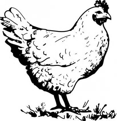 Hen clipart nine. Chicken sketch drawing at