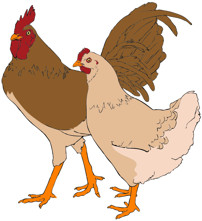 hen clipart orange chicken