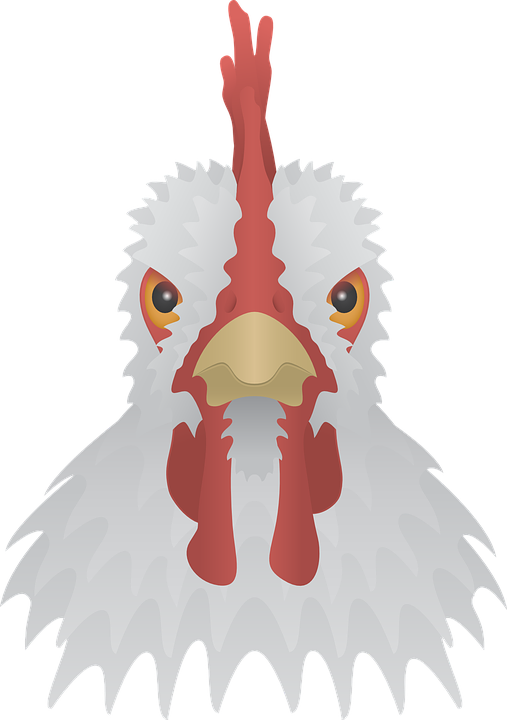 clipart chicken vector