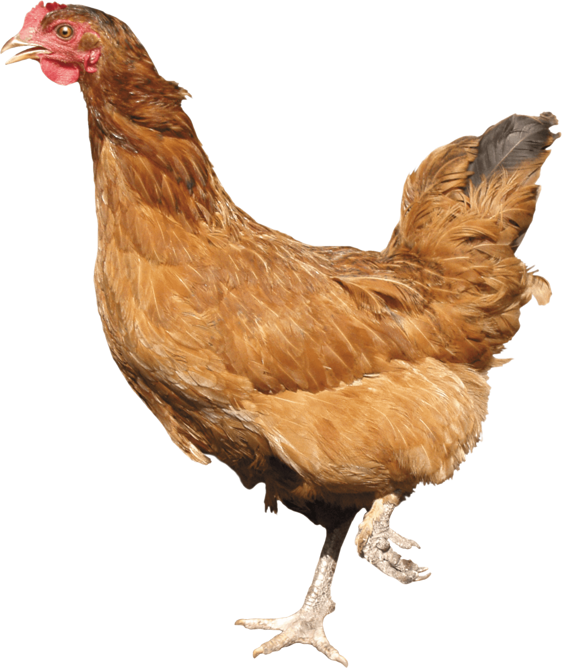 Clipart chicken walking. Png image purepng free