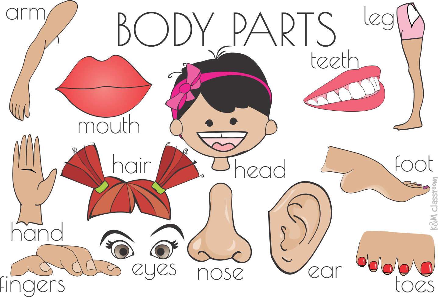 Color clipart flashcard. Body parts flash cards