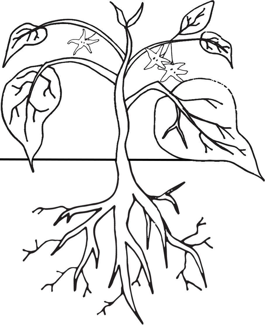 Life cycle worksheet coloring. Planting clipart tobacco plant