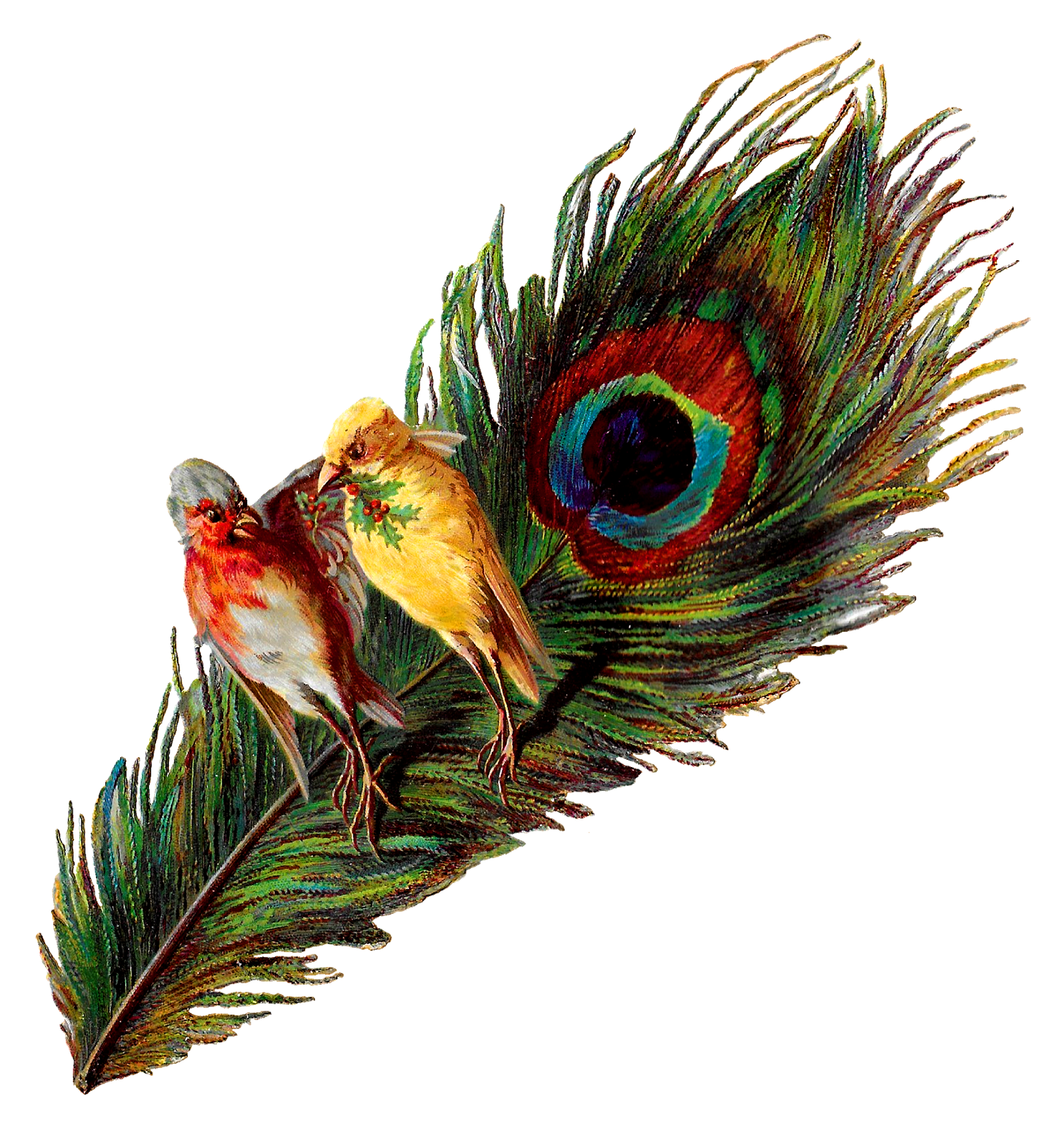 feather clipart animal
