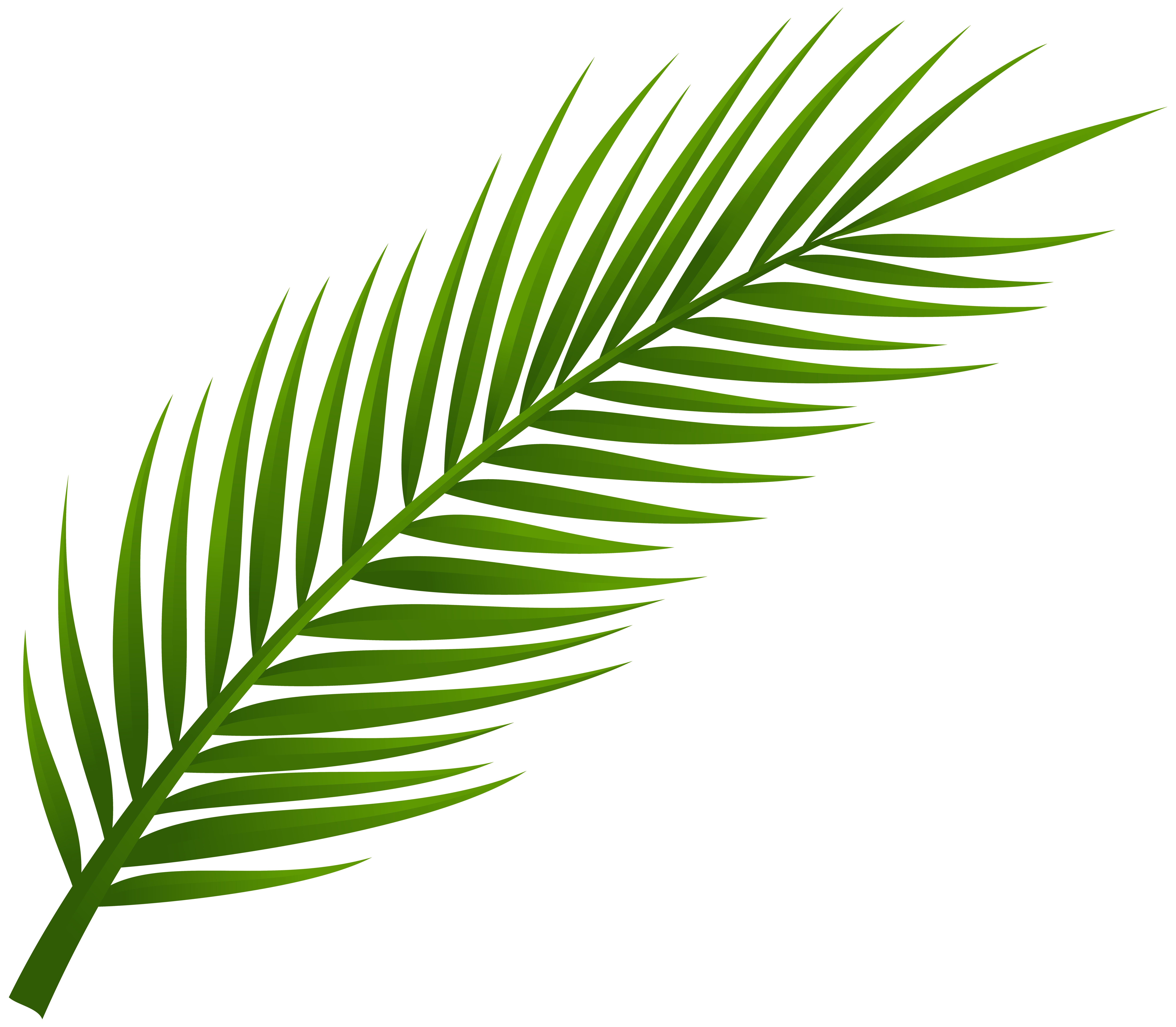 Palm tree leaf png. Coconut clipart watercolor