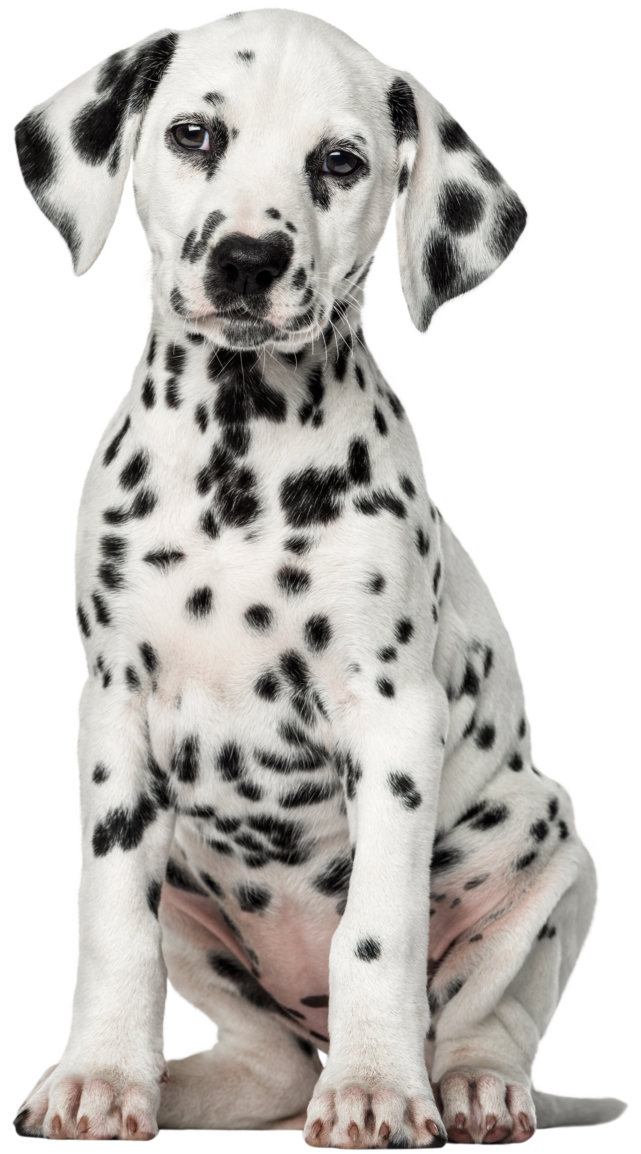 clipart puppy dalmatian
