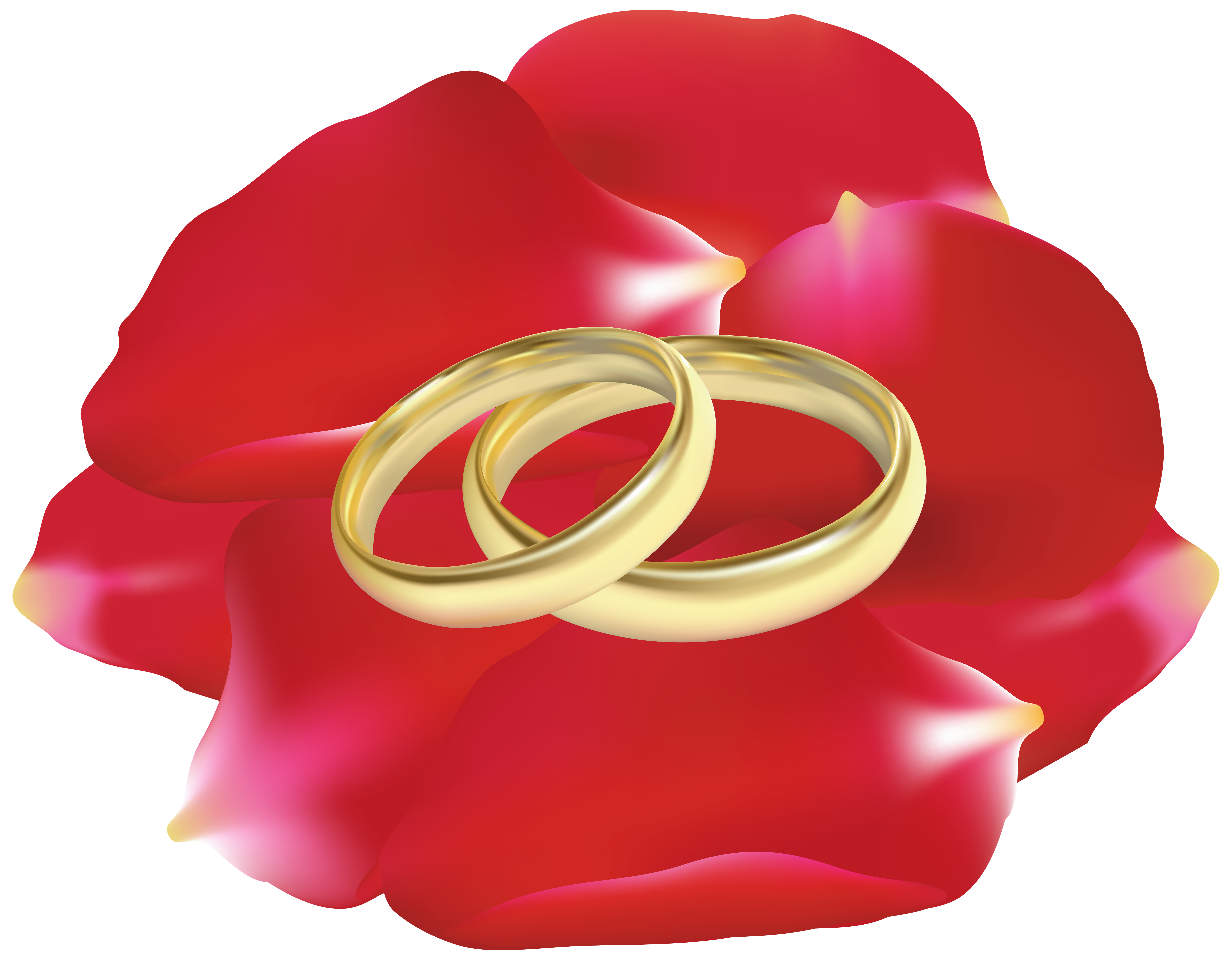 Rose clipart rose petal. Wedding rings in petals