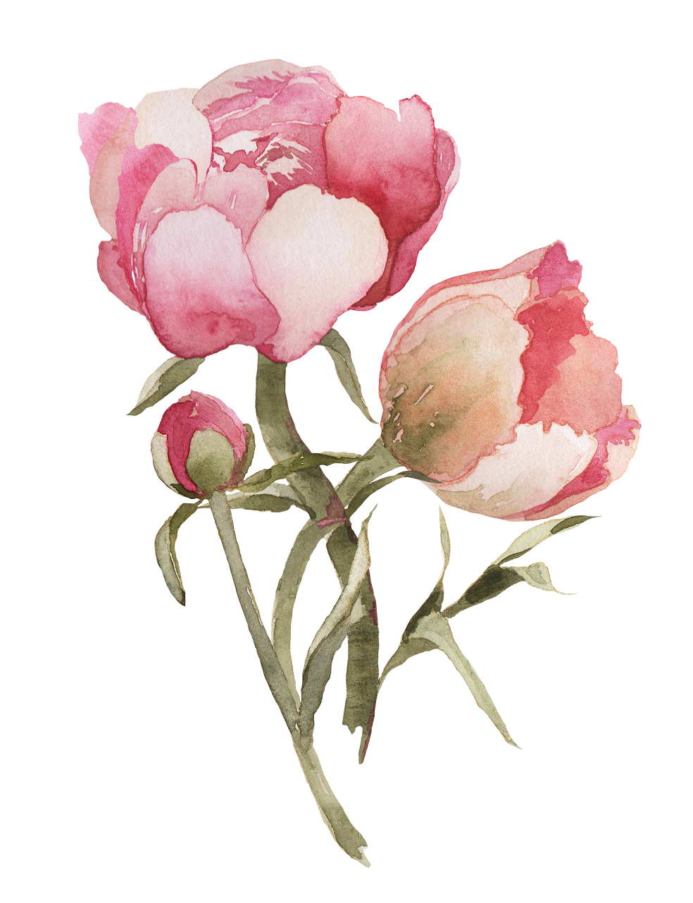 peonies clipart coral peony