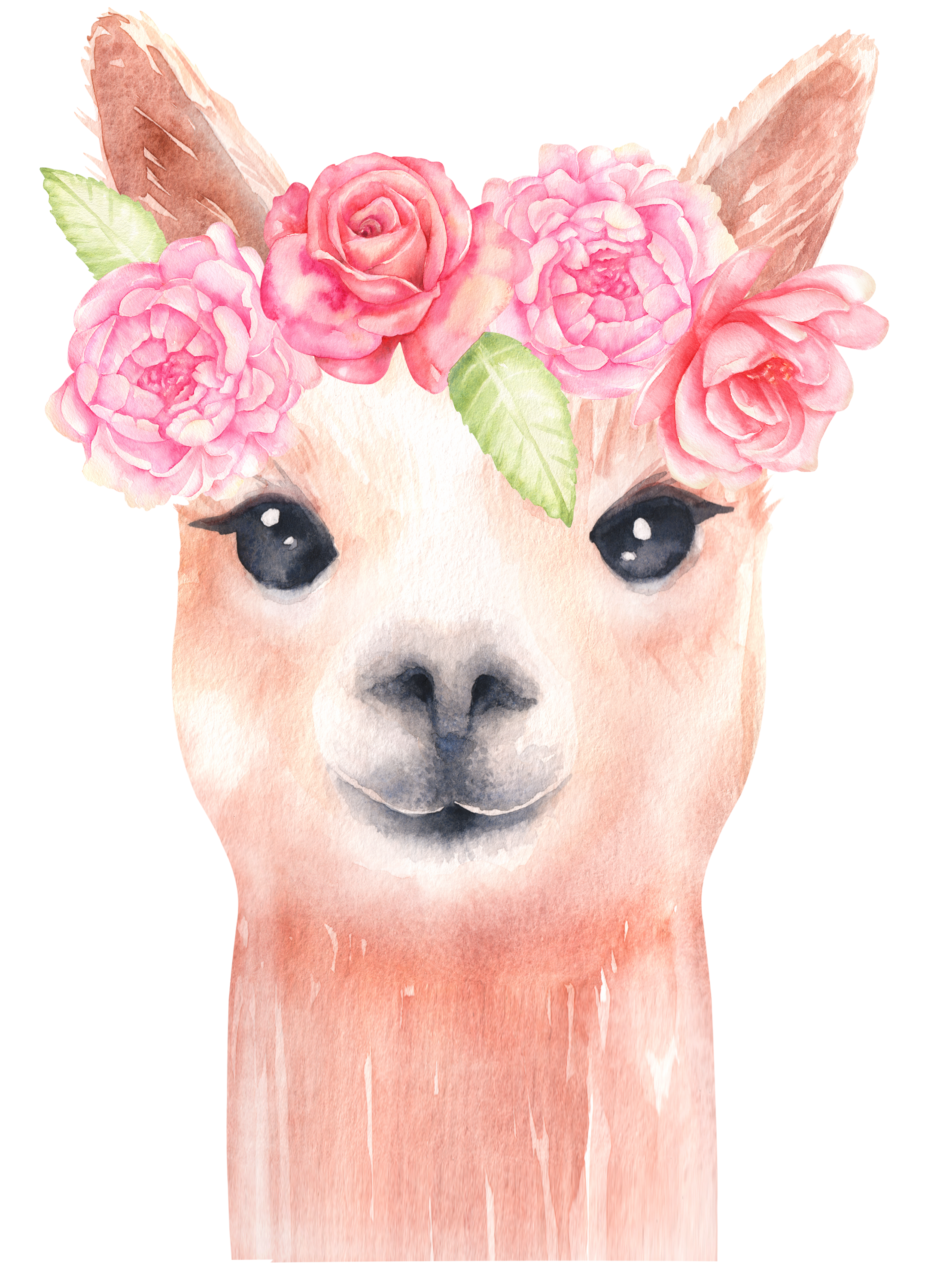 Flower clipart cute. Llama watercolor graphics alpaca