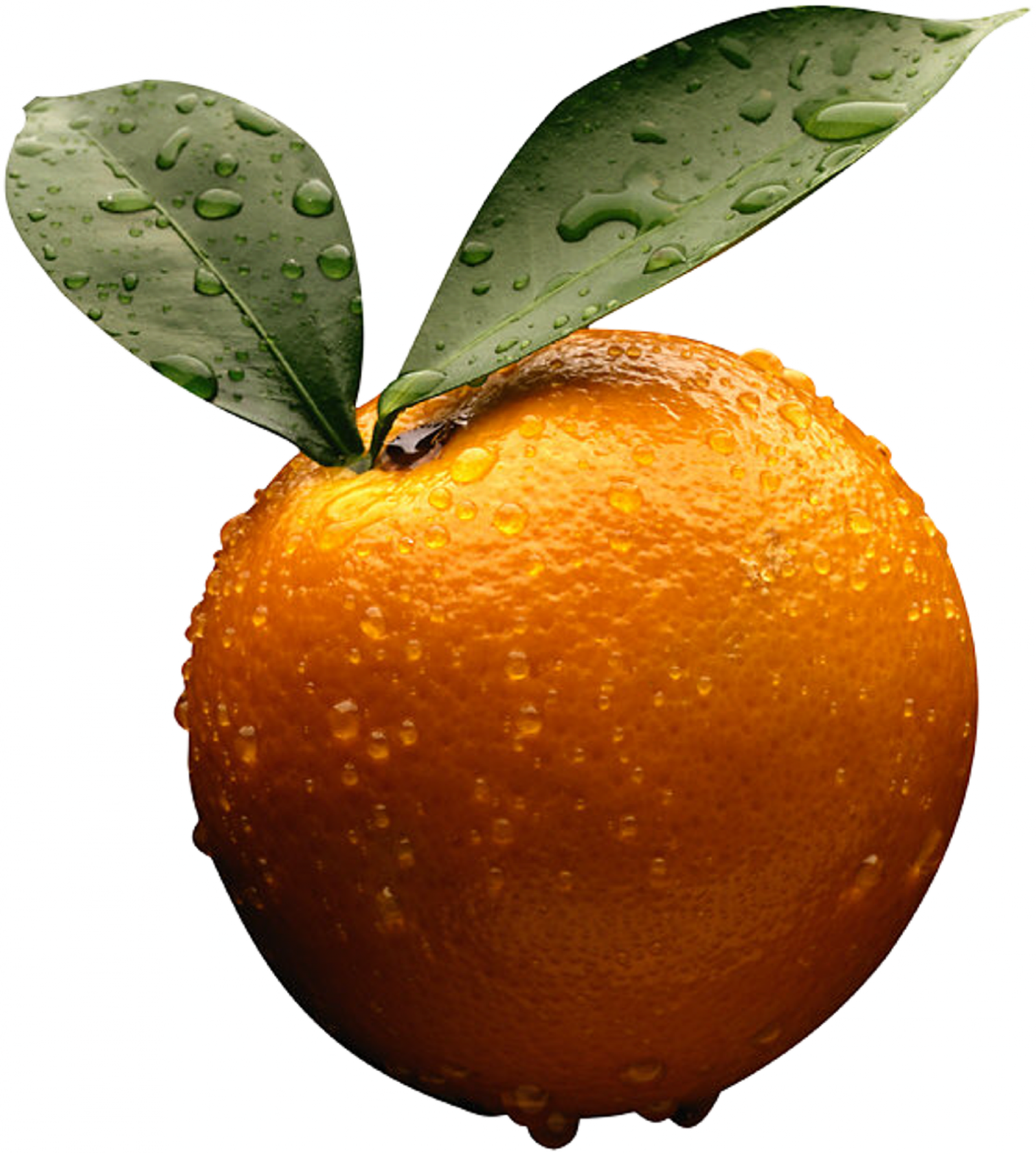 oranges clipart camera