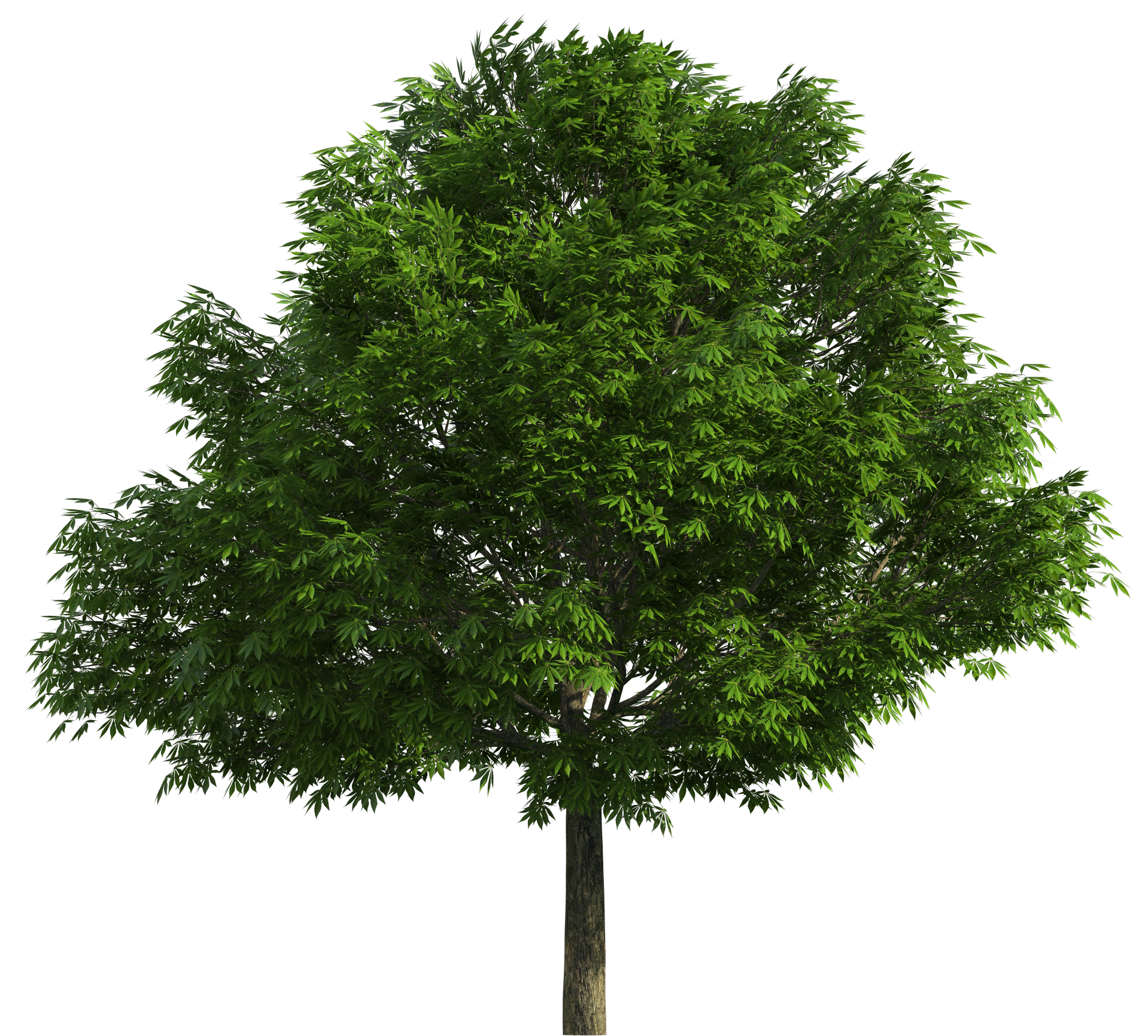 Realistic tree clip art. Trees png images