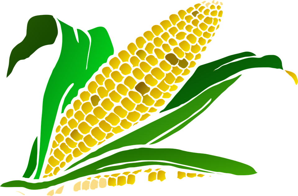 Planting clipart food. Corn harvesting crop patsy