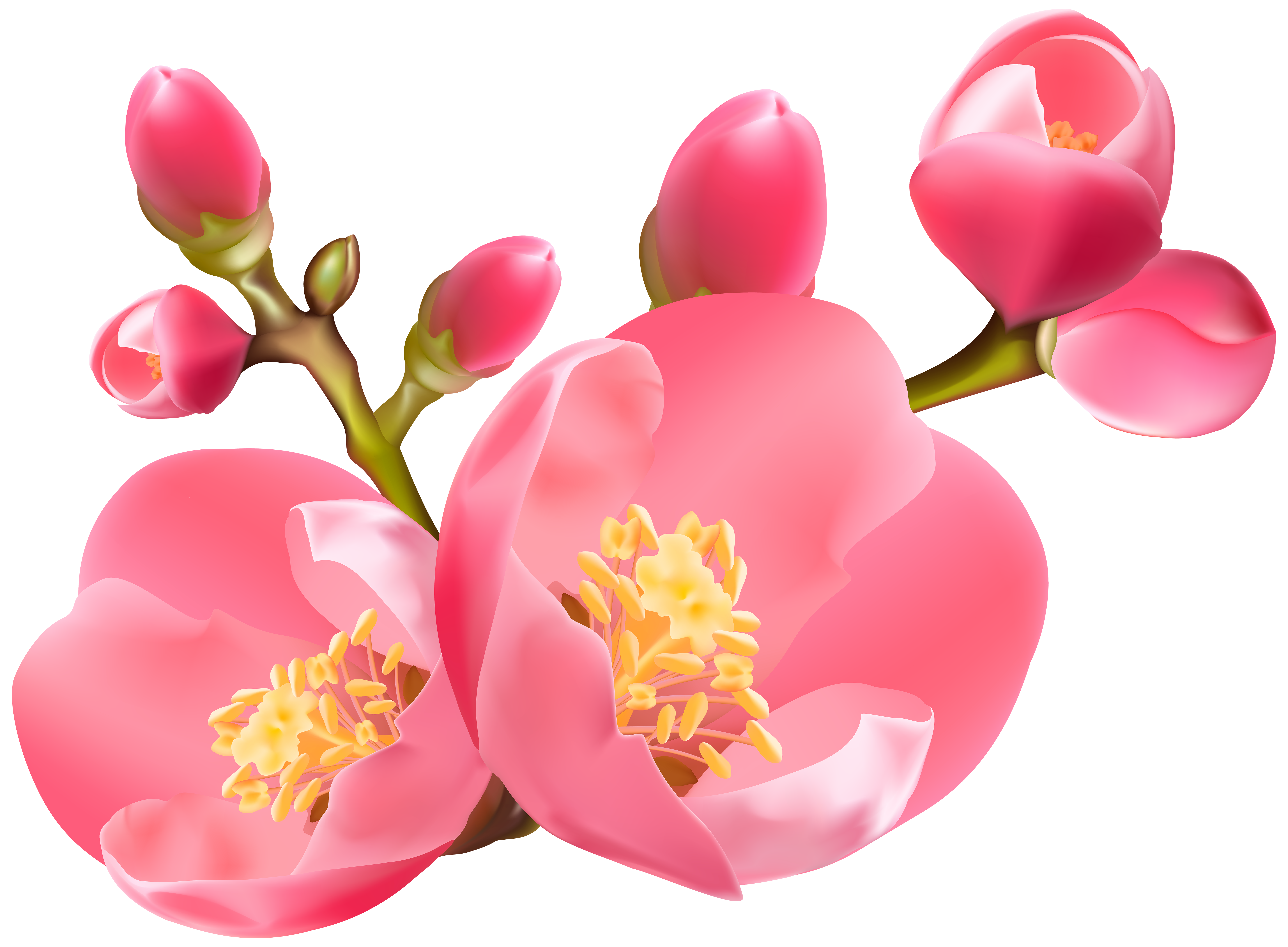 Clipart rose blossom.  collection of high