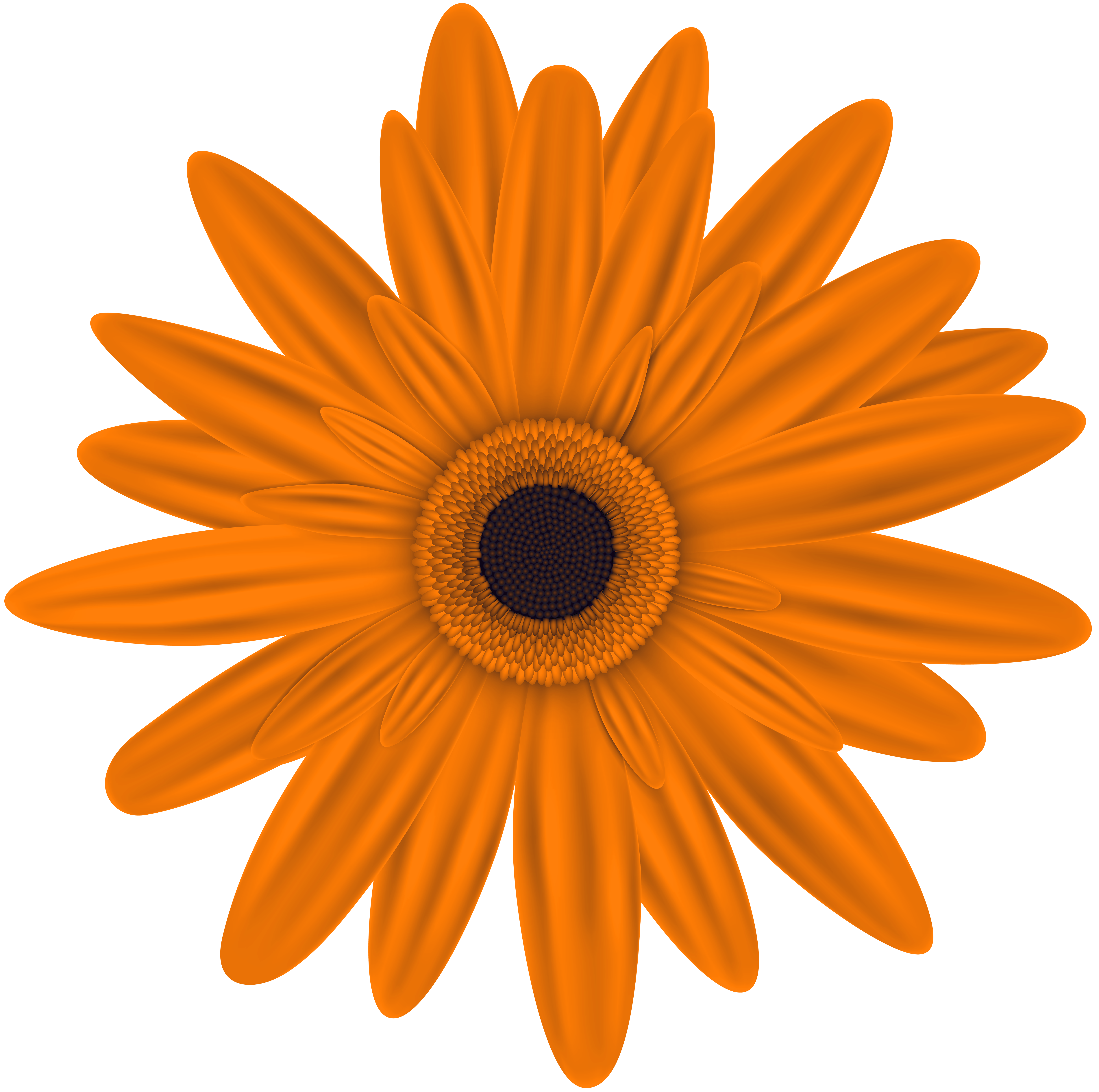 Flowers clipart orange. Flower clip art png