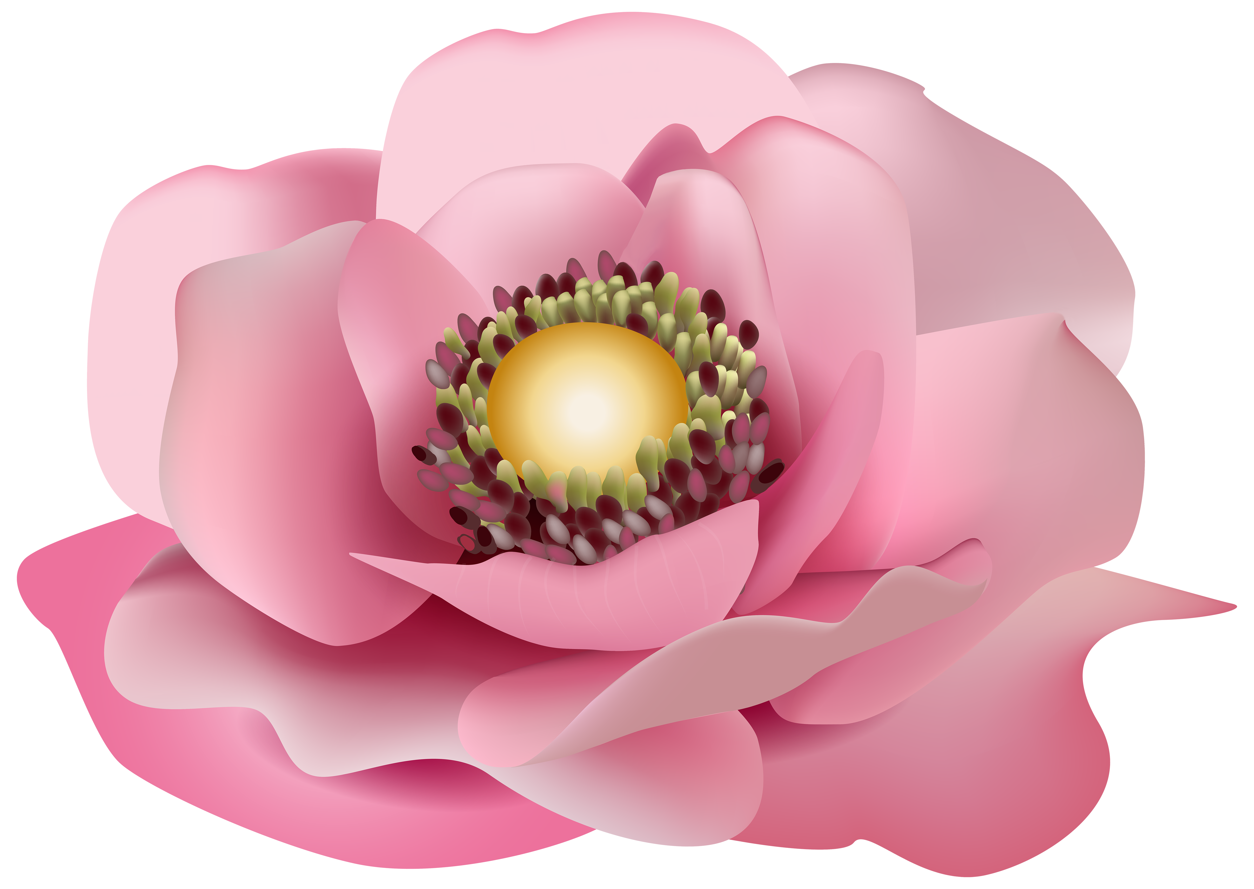 Pink transparent clip art. Magnolia flower png