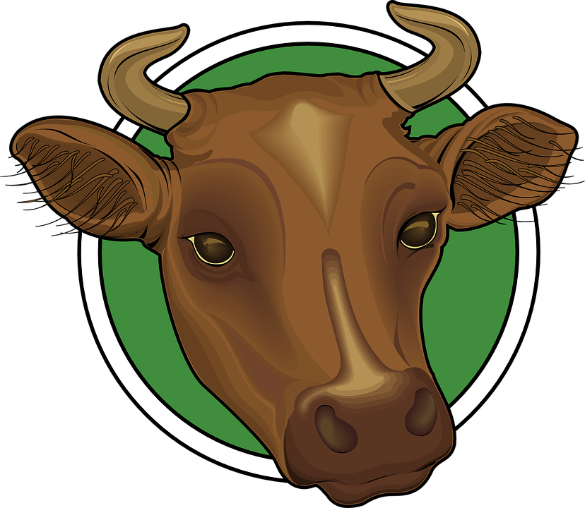 cows clipart beef