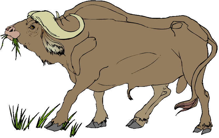 cow clipart buffalo