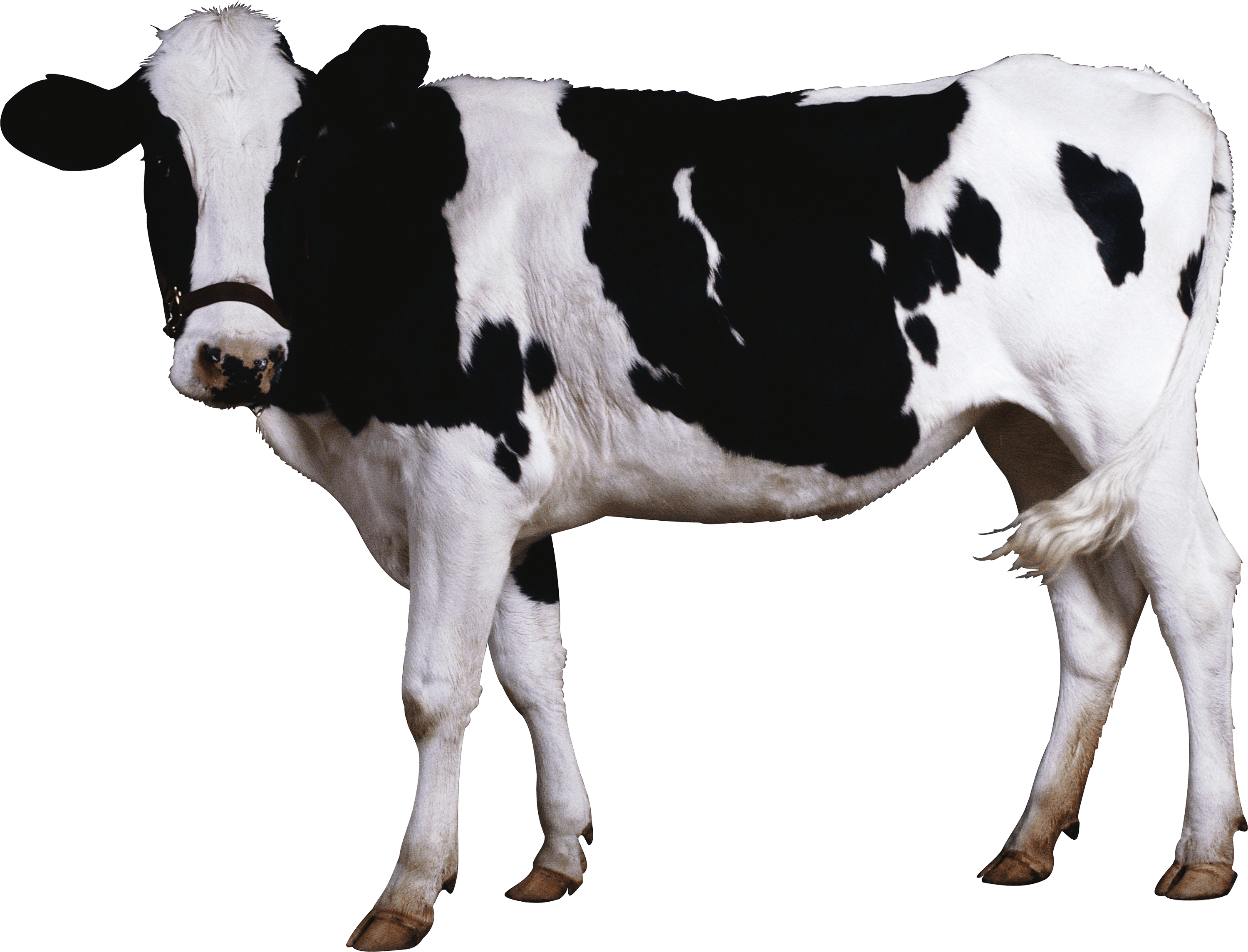 cows clipart transparent background