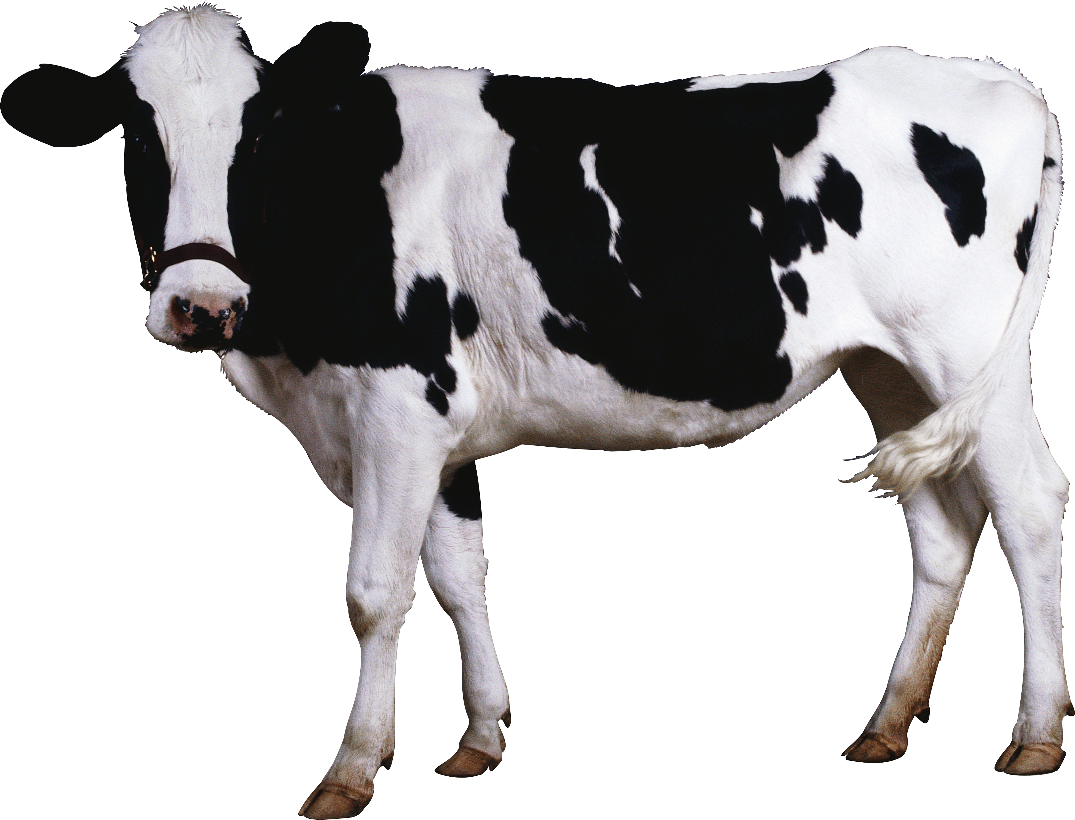 clipart cow calf
