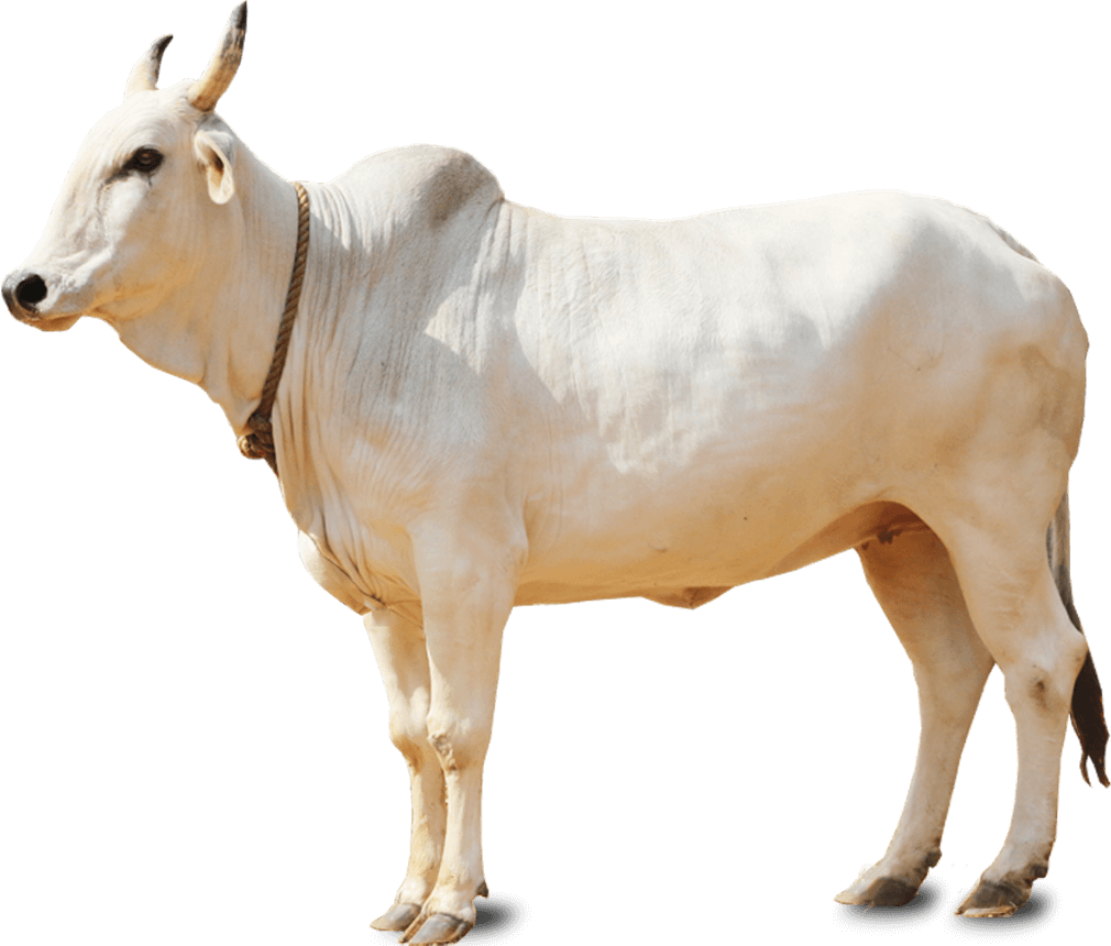 indian clipart cow