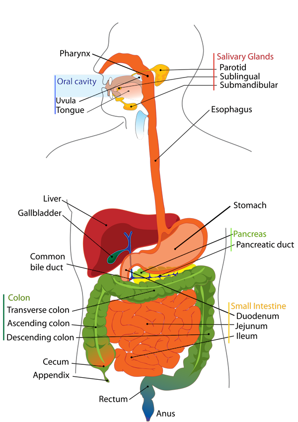 Medical science figure. Clipart cow digestive system
