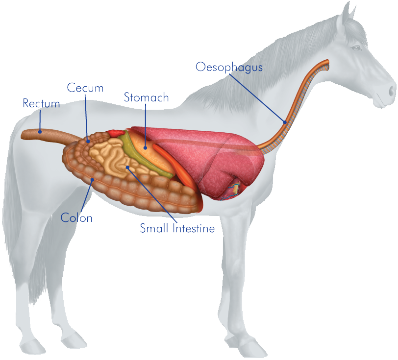 Clipart cow digestive system. Anatomy of horse heritance