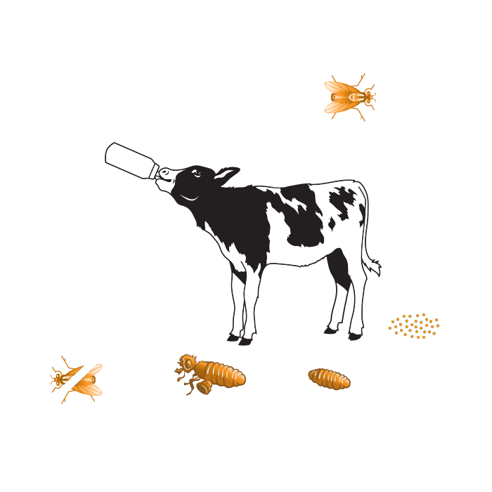 Clipart cow digestive system. Clarifly larvicide home feed