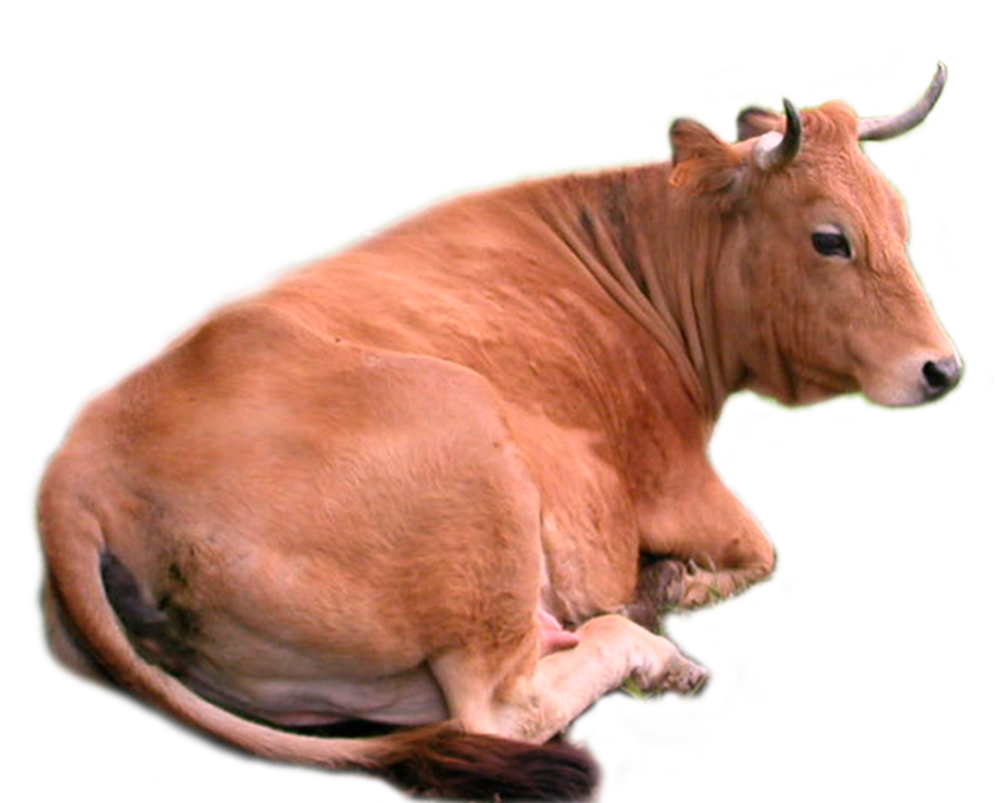 Cows gambar