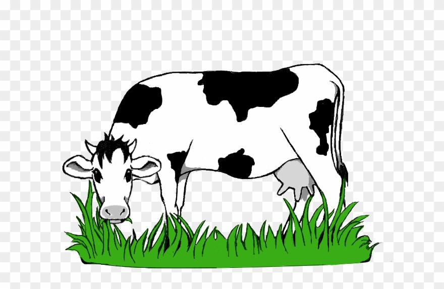 cows clipart grass