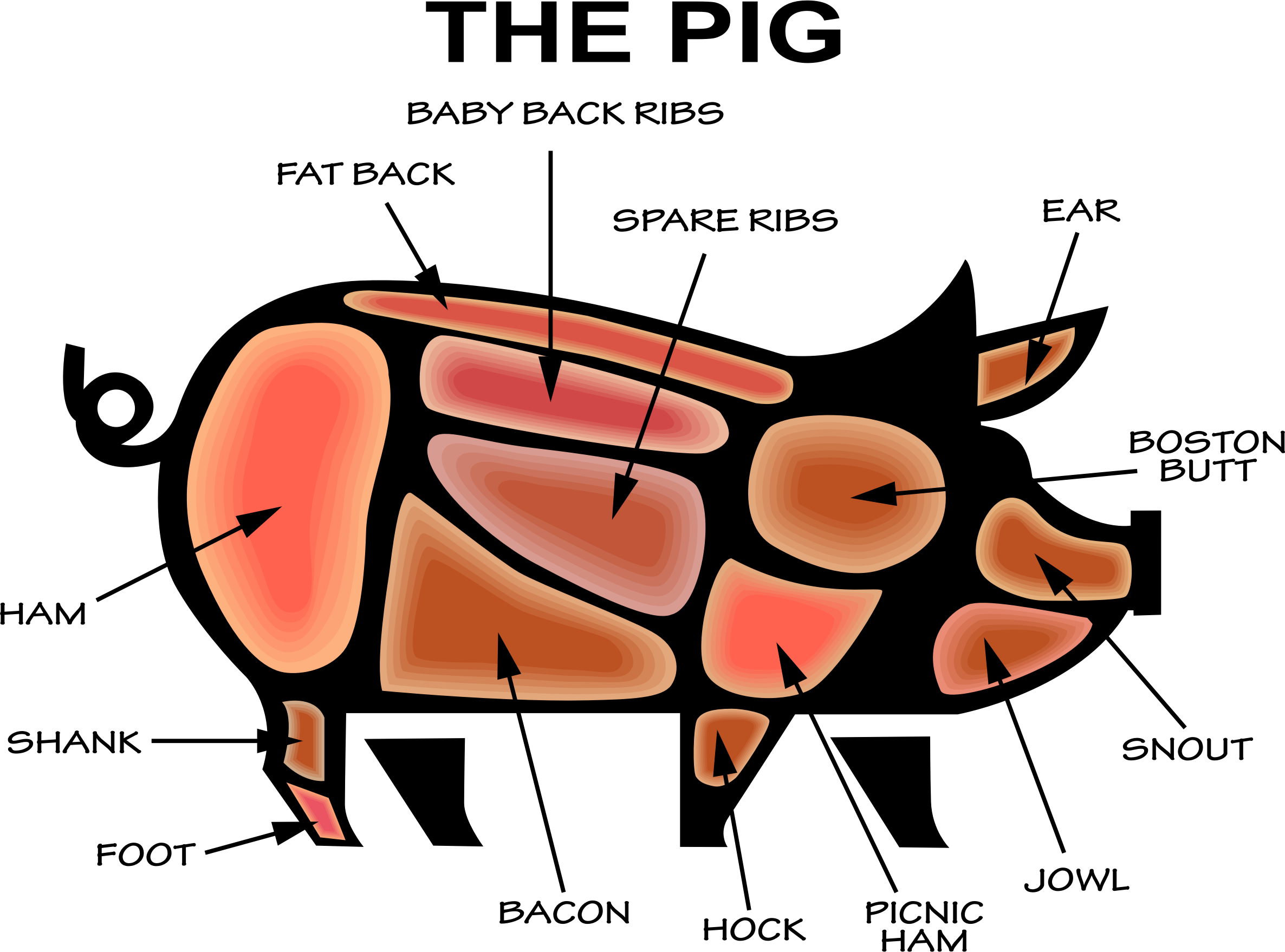 The a butchers infographic. Bacon clipart micro pig