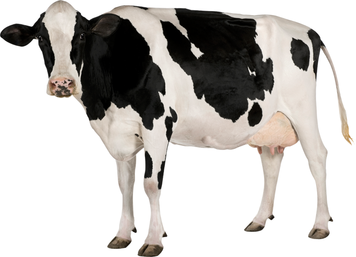 Cow clipart prize. Png image free cows