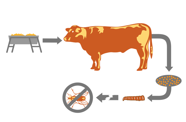 clipart cow waste