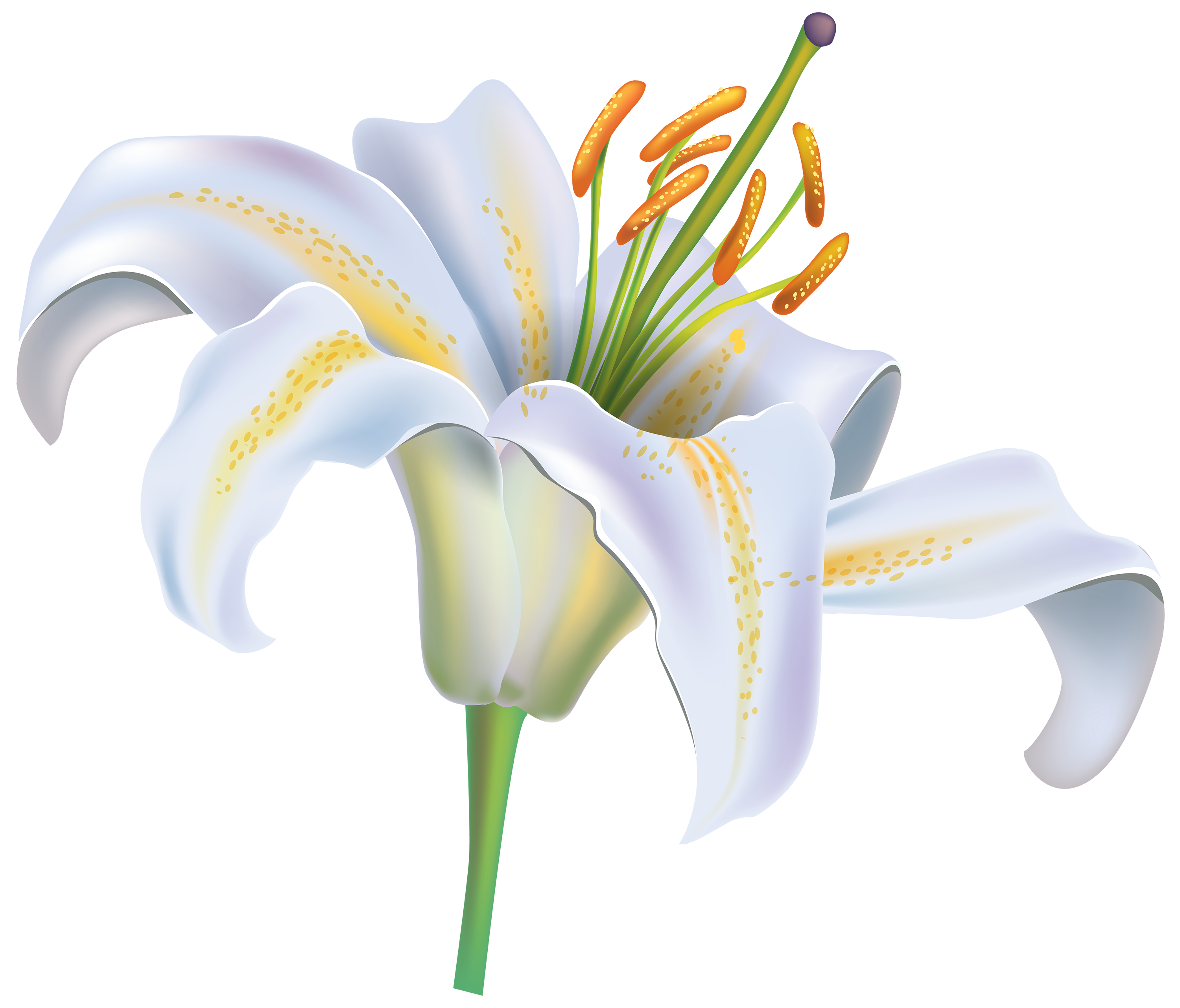 Lily flower png. White clipart image best