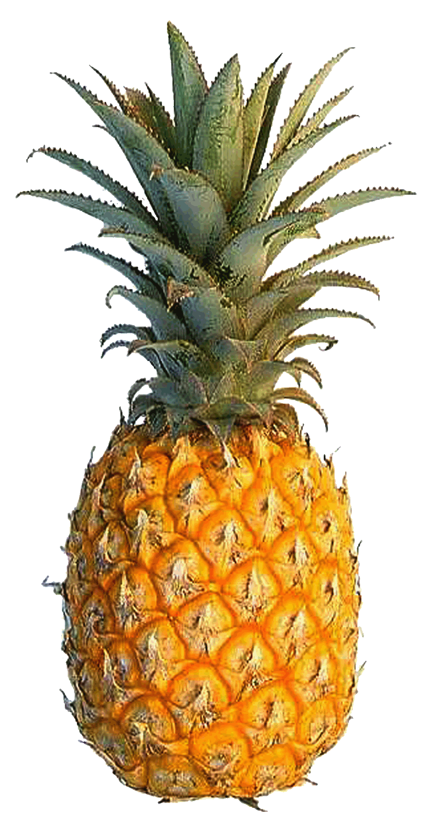 sad clipart pineapple