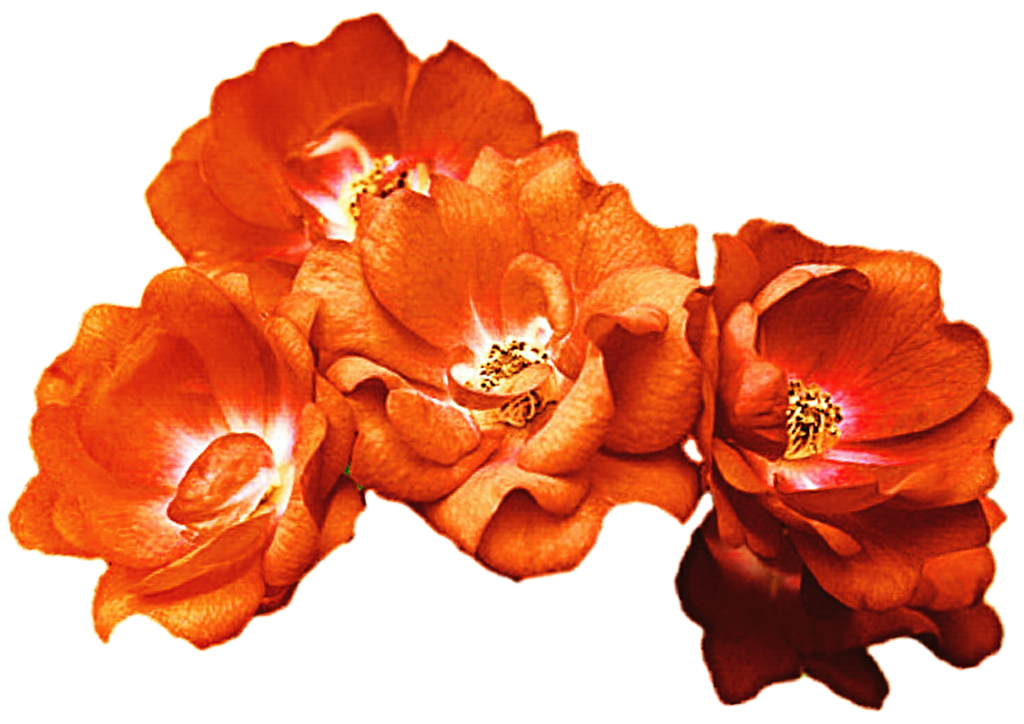 Orange rose by jeanicebartzen. Red flower crown png