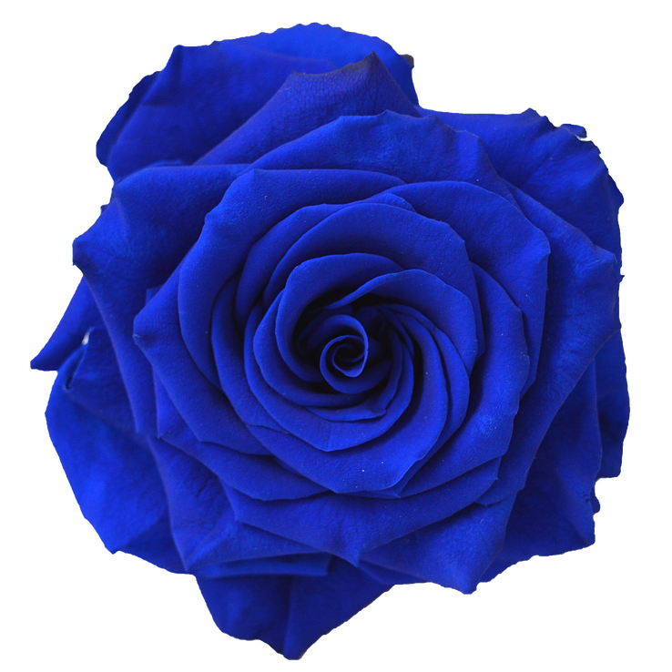Rose flower clip art. Clipart cup navy blue