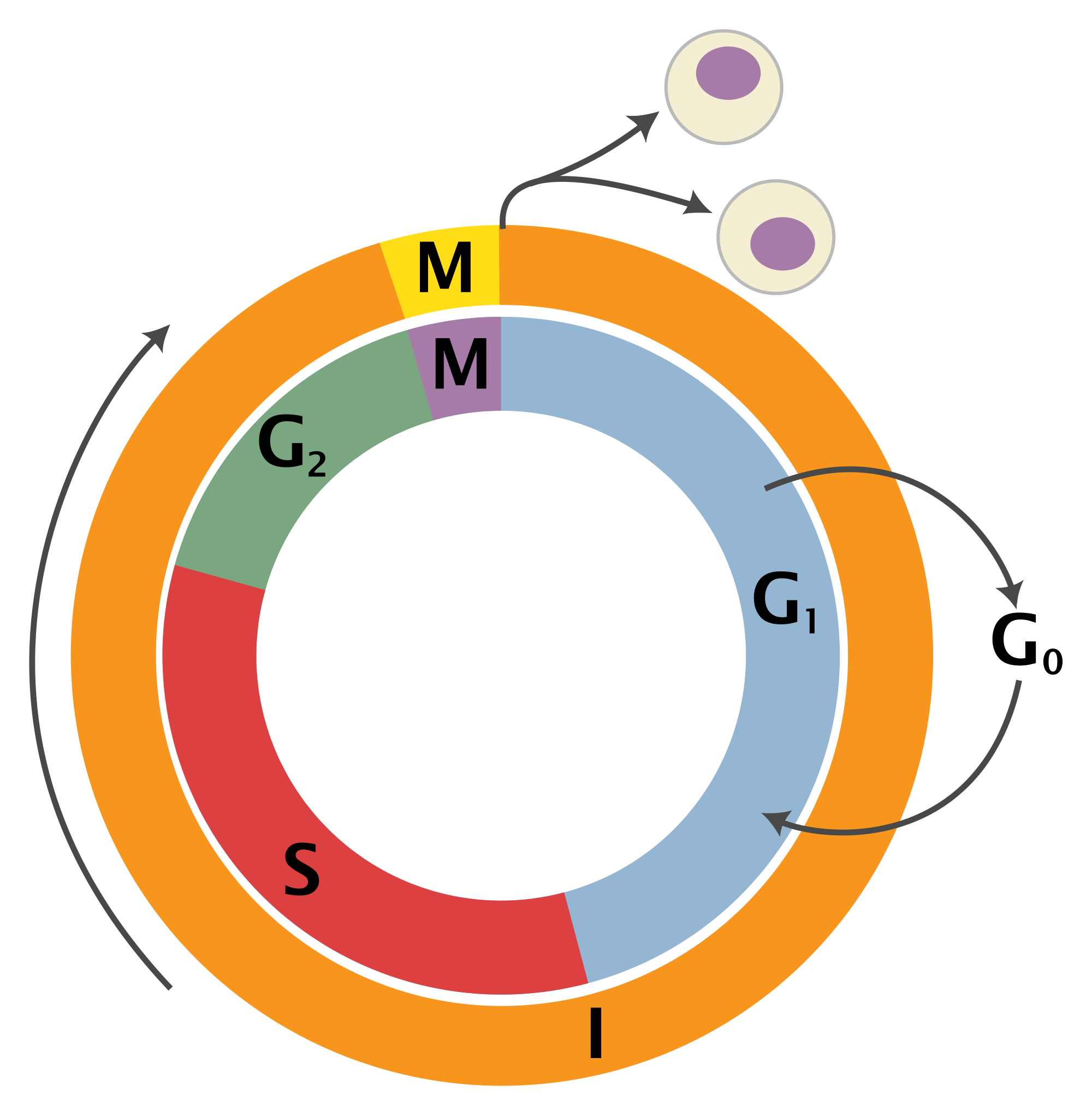 File cell cycle svg. Clipart definition configuration