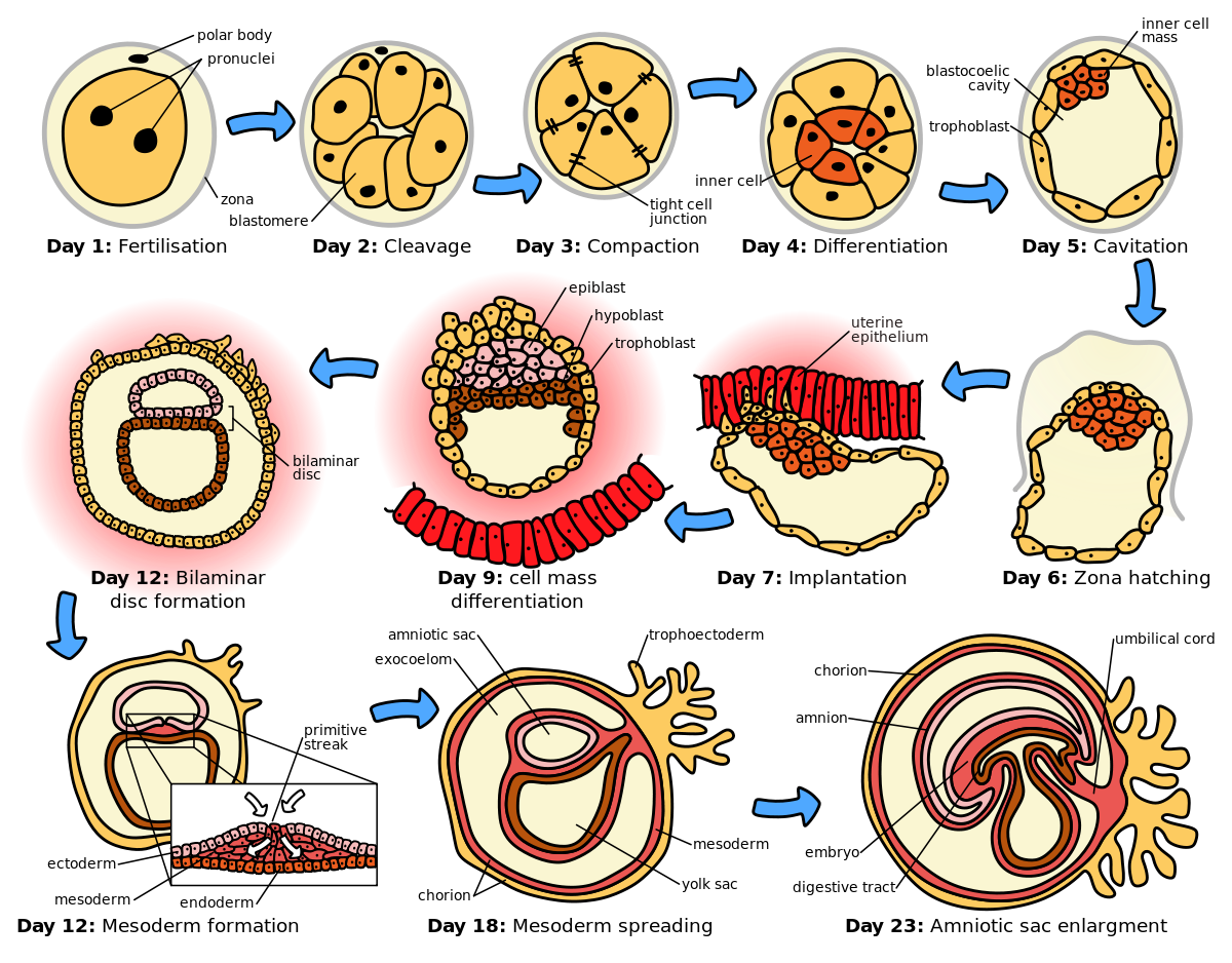Human embryogenesis wikipedia . Clipart definition female reproductive system