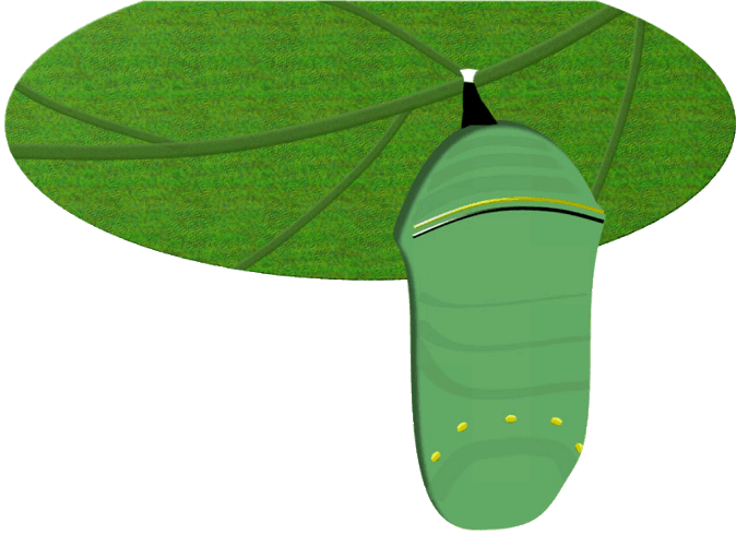 Worm clipart mealworm. Life cycle of butterfly