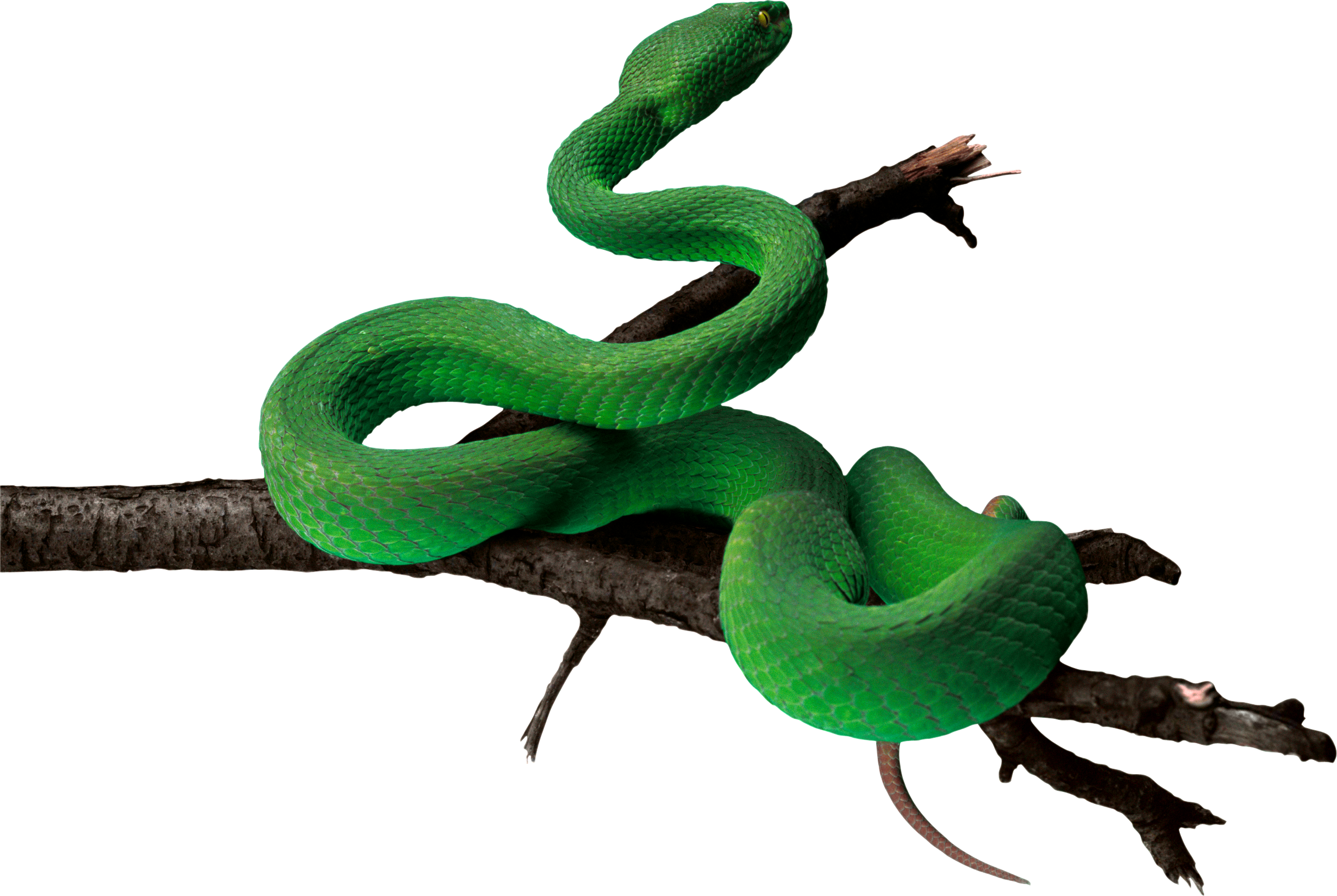 Snake thirty three isolated. Green clipart cobra