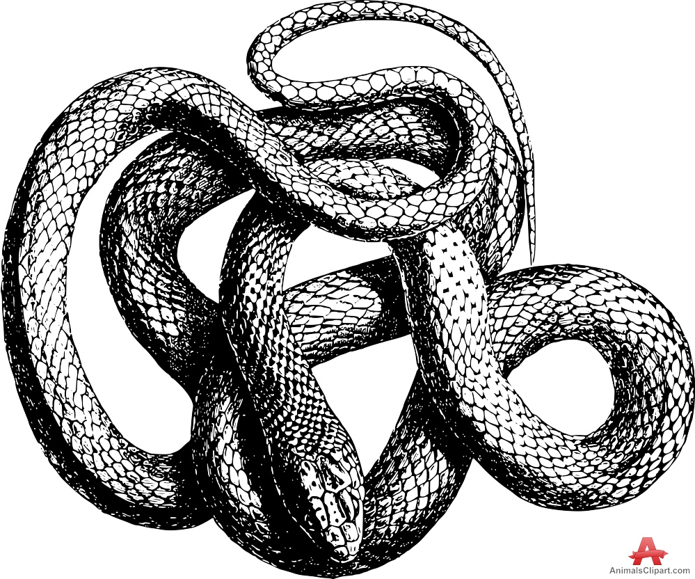 Clipart snake design. Drawing free download 