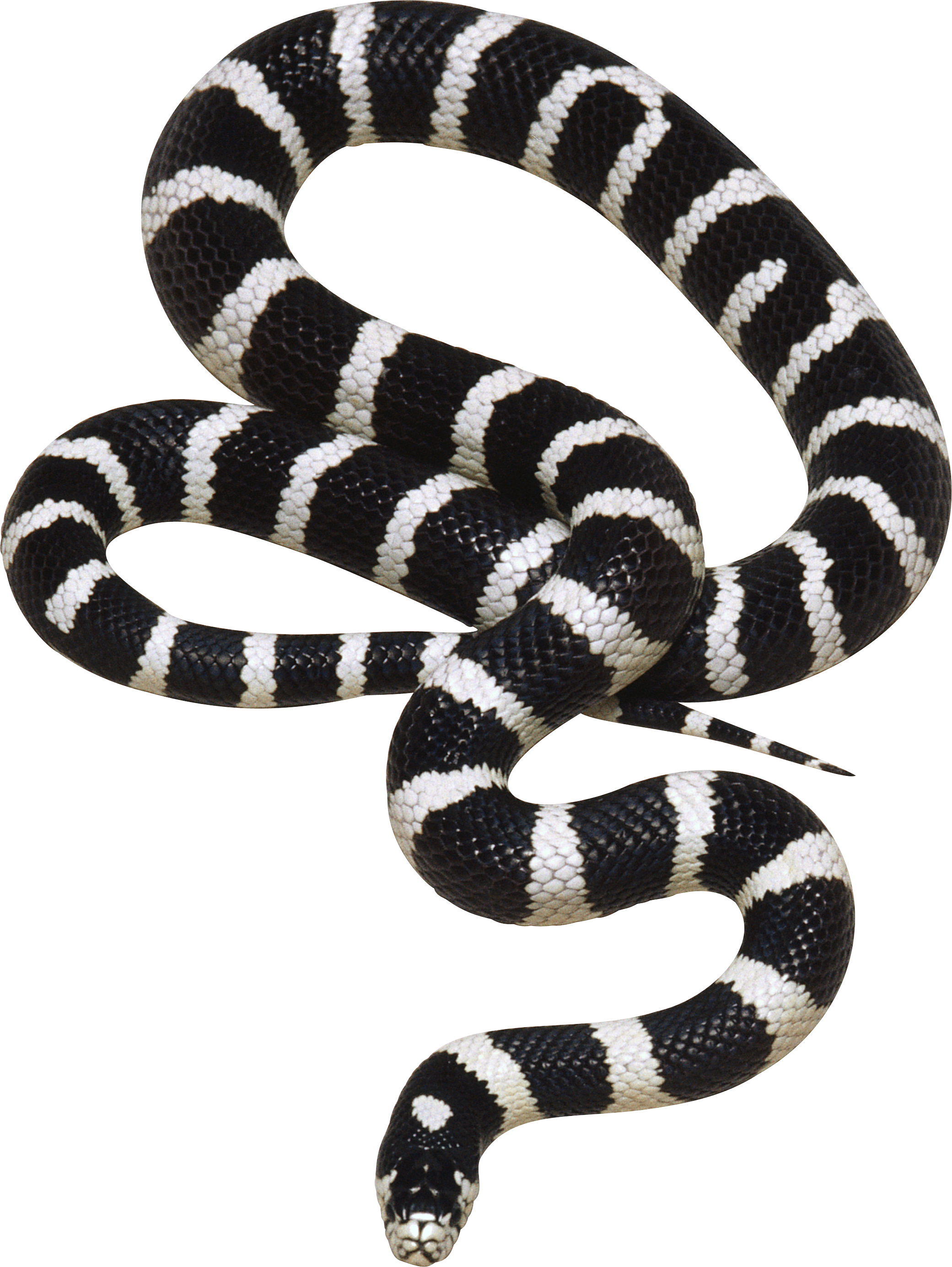 clipart snake king snake