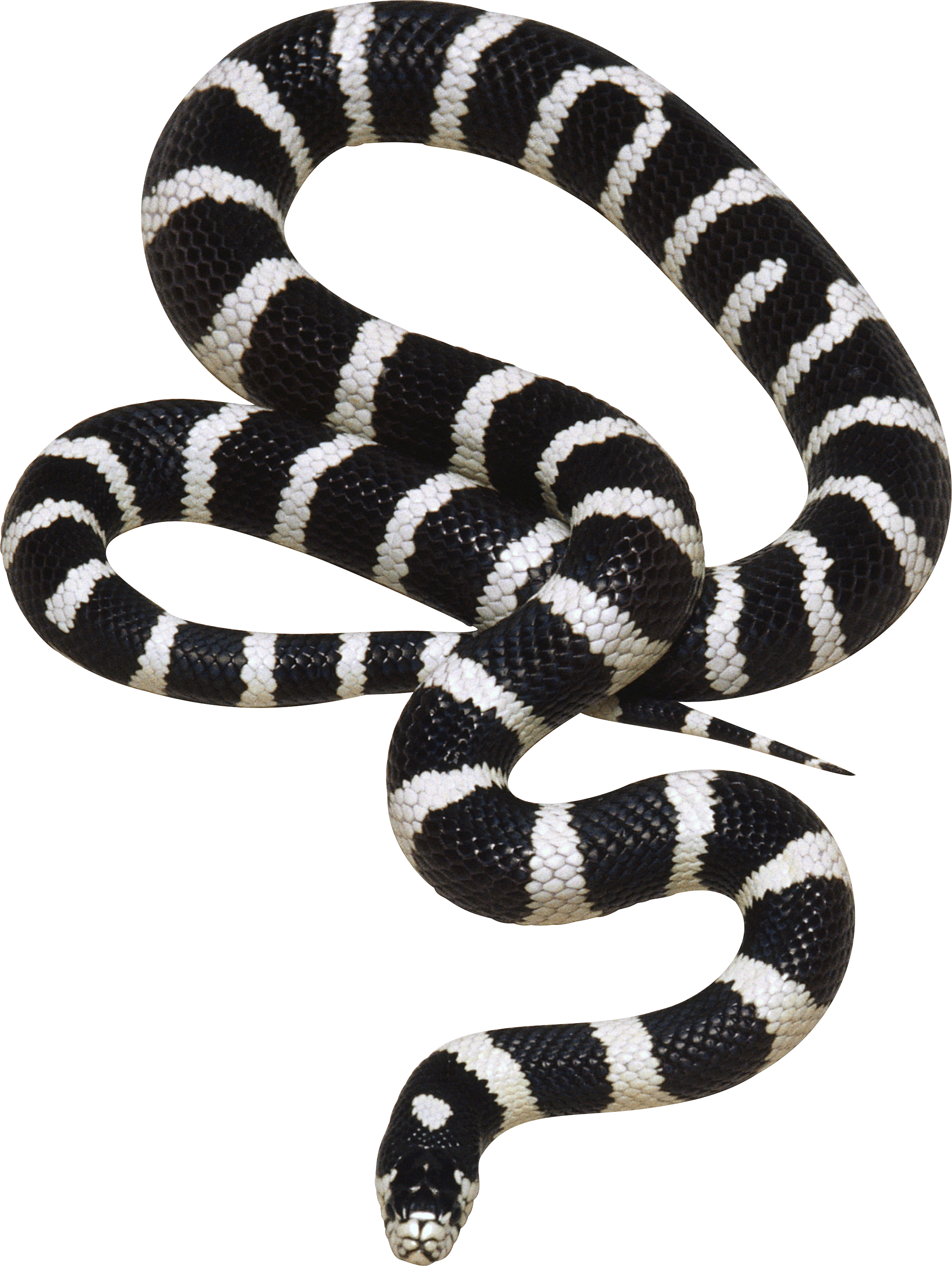 clipart designs snake